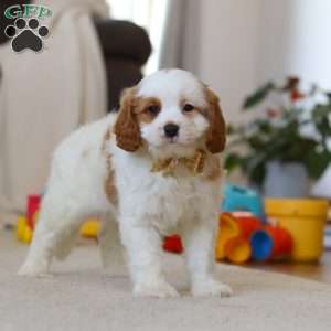 Ace, Cavapoo Puppy